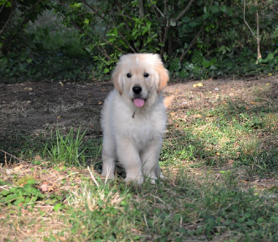 Du Domaine De J And Guess - Golden Retriever - Portée née le 03/04/2023